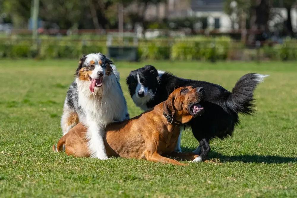 Pension canine à Auriebat