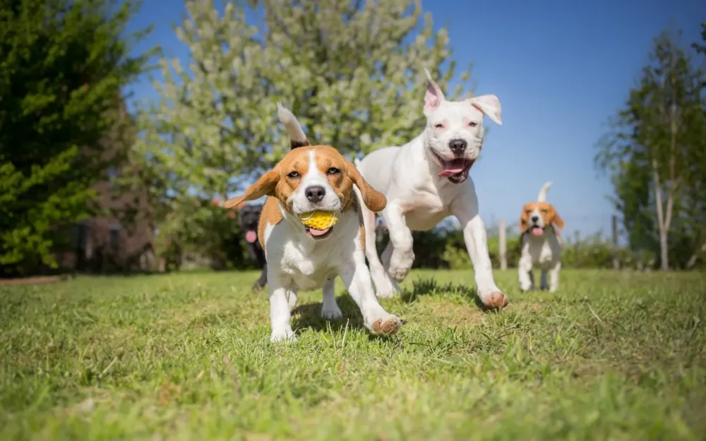 Groupe de chiens