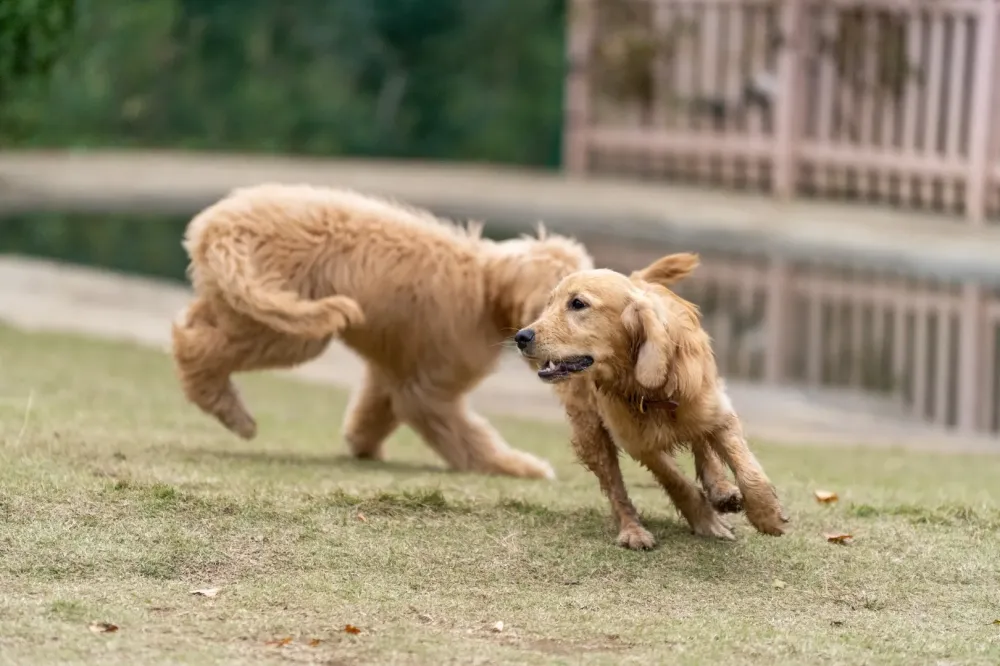 Groupe de chien