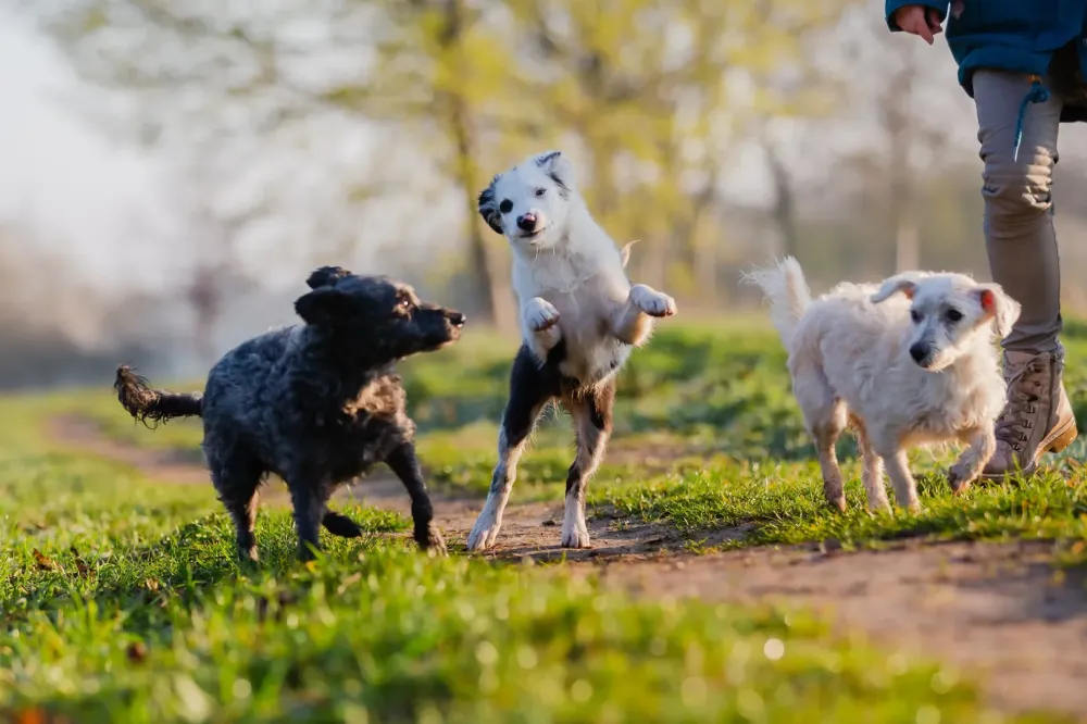 Garde chien à Auriebat