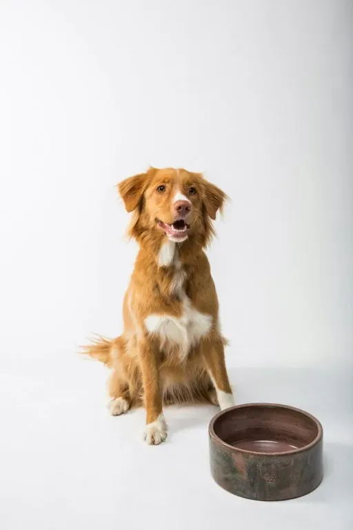 Chien