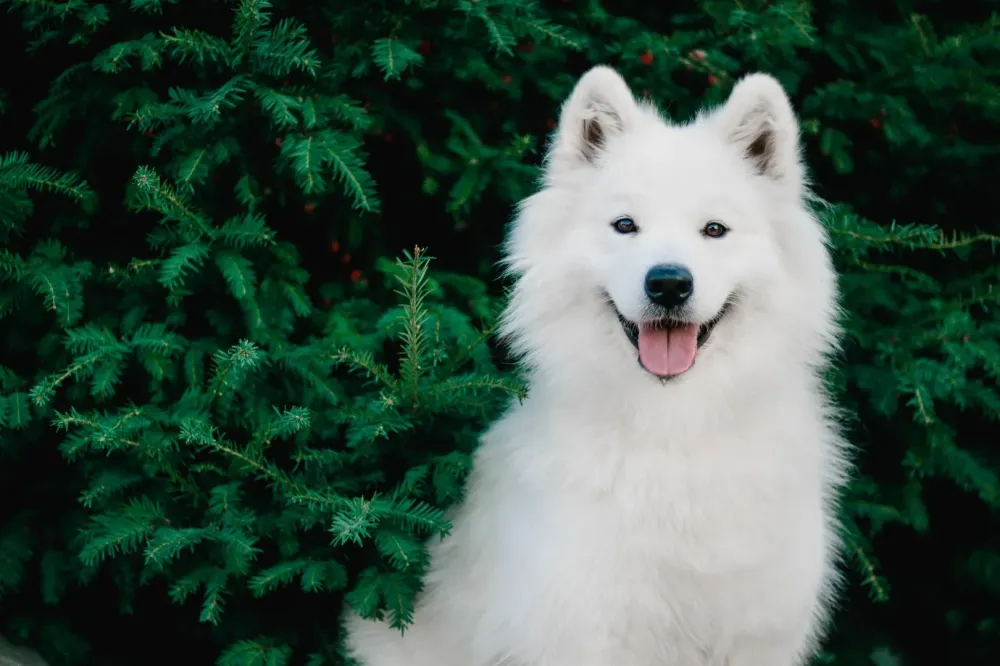 Élevage Samoyede à Auriebat