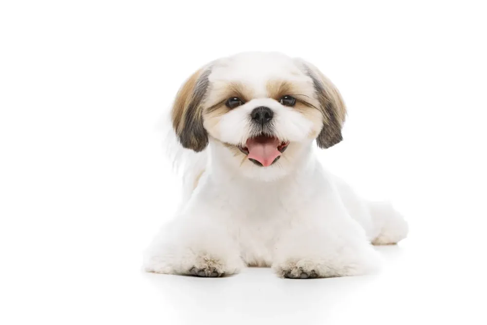 Élevage Shih tzu à Auriebat