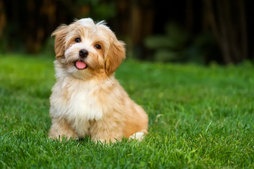 Élevage bichon havanais à Auriebat
